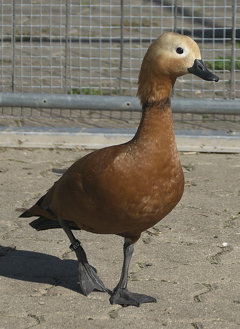 圳新鹏城